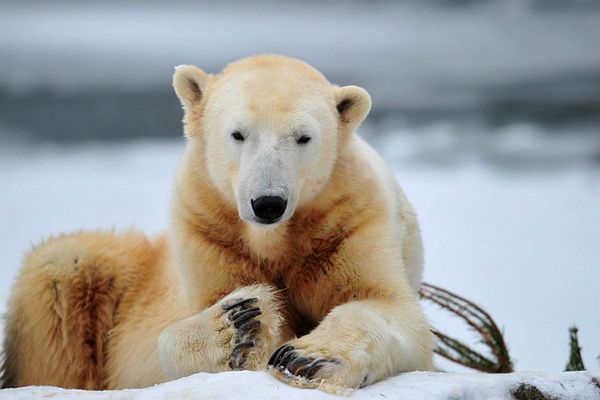 Berlińskie zoo wygrało przed sądem UE spór o niedźwiadka Knuta
