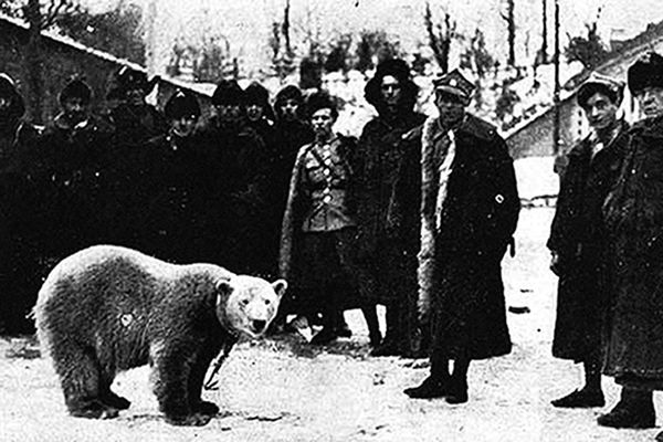 Biała niedźwiedzica Baśka - niezwykła historia "córki" polskiego regimentu