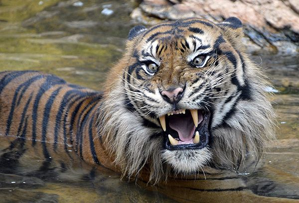 Mężczyźni osaczeni przez tygrysy w Indonezji uratowani