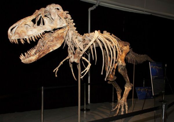 USA zwróciły Mongolii szkielet tyranozaura sprzed 70 mln lat