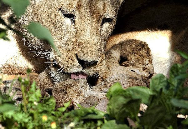 Duńskie zoo uśmierciło rodzinę zdrowych lwów