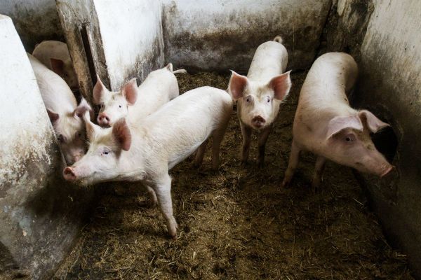W Polsce potwierdzono przypadek afrykańskiego pomoru świń