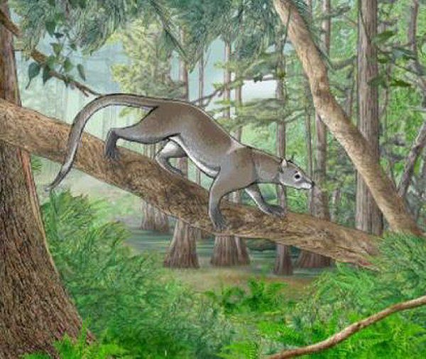 Skamieniałość ssaka Dormaalocyon latouri znaleziono w Belgii