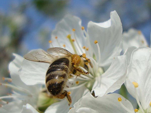 Pszczoły mogą uratować ludzi przed wstrząsami ekologicznymi