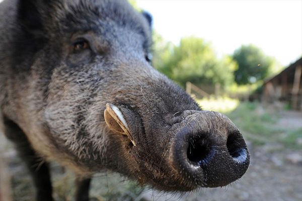 Afrykański pomór świń; Białoruś wystrzela wszystkie dziki w kraju