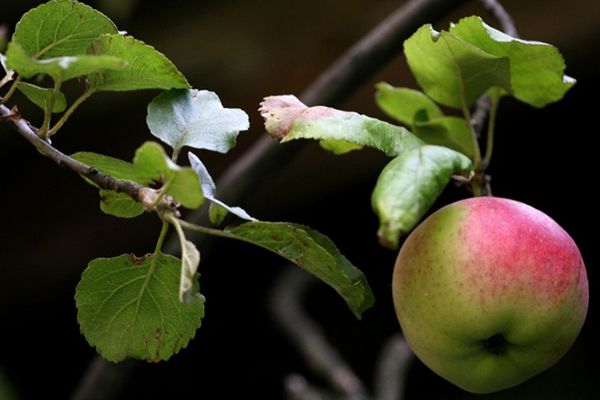 Mniejsze zbiory jabłek w tym roku