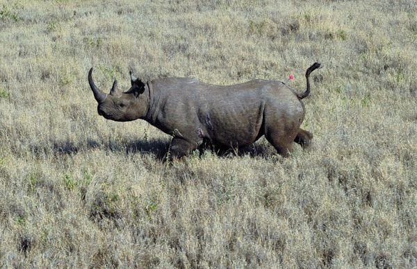Kenia: w walce z kłusownictwem władze będą chipować nosorożce