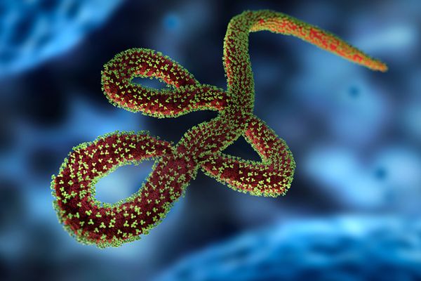 Dr Iwona Paradowska-Stankiewicz o wirusie Ebola: skala zachorowań i zgonów jest ogromna