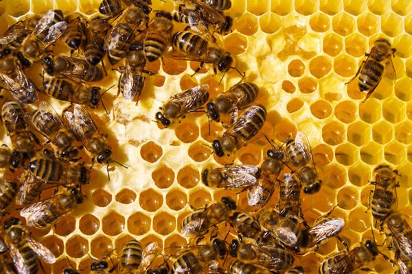 5 mln pszczół zmarło jednej nocy. Dramat pszczelarzy w Lubuskiem