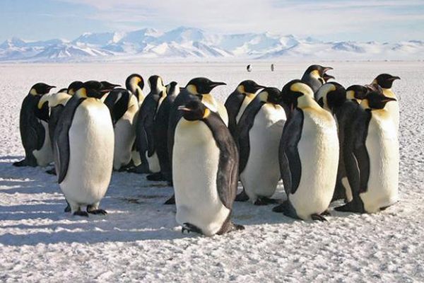 Pingwiny cesarskie nie unikają przenosin