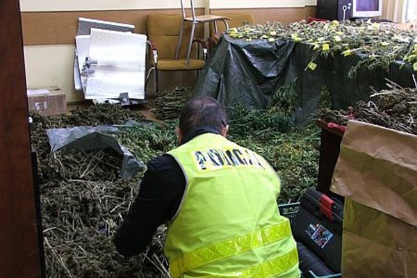 Plantację konopi indyjskich ukryli na polu kukurydzy. Grozi im do ośmiu lat za kratami