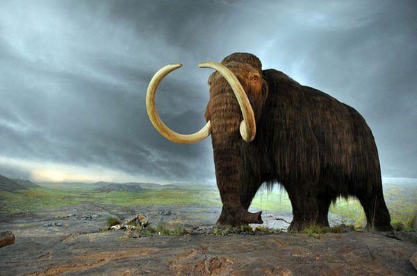Władimir Putin interesował się klonowaniem mamuta