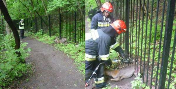 Strażacy i strażnicy miejscy uratowali sarnę, która utknęła w ogrodzeniu