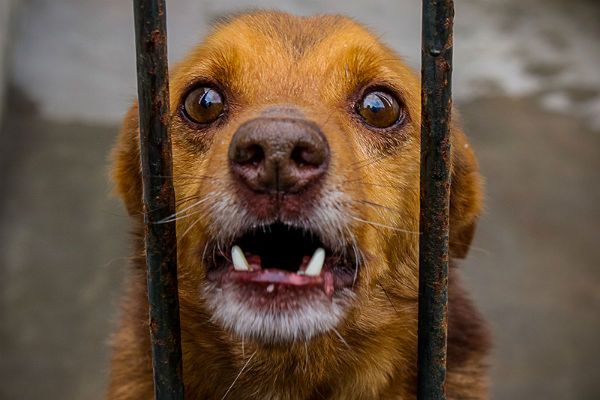 Psi smalec. Przeraźliwy skowyt zarzynanych psów