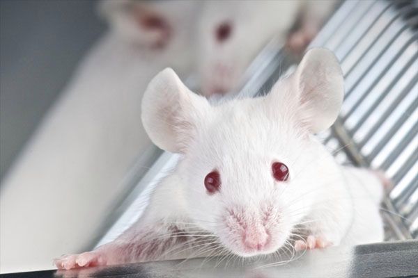 Naukowcy upijają myszy, by zbadać mechanizmy uzależnienia u ludzi