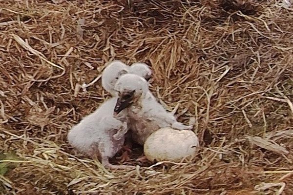 W Kłopocie rozpoczęło się klucie młodych bocianów