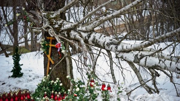 Złamana brzoza, o którą zaczepił prezydencki TU-154M