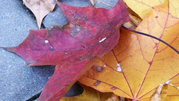 Najbliższe dni będą pochmurne