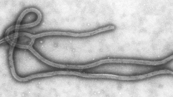 Wirus Ebola