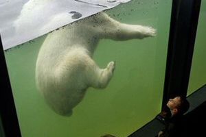 Rzucił się z łopatą na niedźwiedzia polarnego