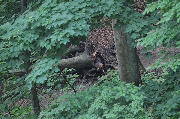 Możliwe przyczyny tragedii: buk miał przegnite korzenie