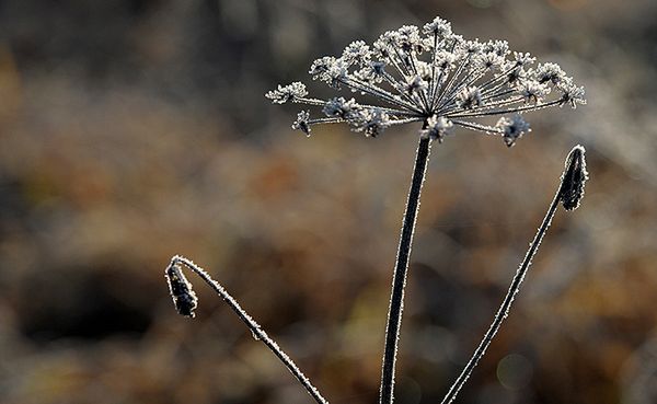 Nadchodzą opady śniegu i mróz - to już koniec jesieni