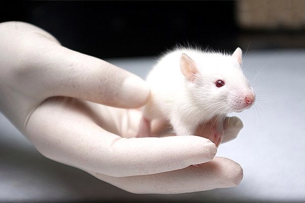 Noworodek zmarł w wyniku pogryzienia przez szczury
