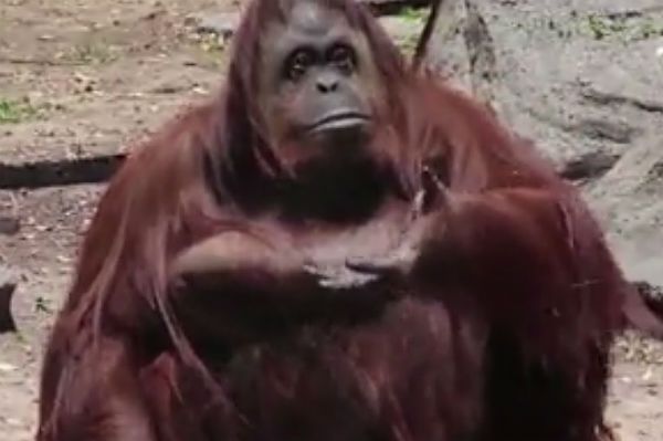 Bez precedensu w Argentynie. Orangutan może opuścić zoo