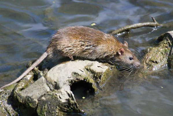 Dżuma znów zbiera śmiertelne żniwo. Ponad 40 ofiar na Madagaskarze