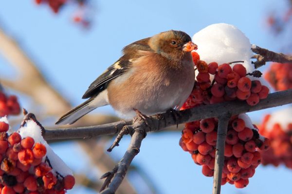 W najbliższy weekend w Polsce zimowe liczenie ptaków