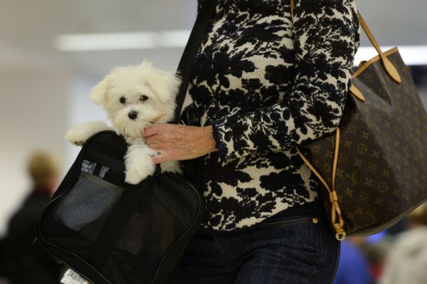 Na lotnisku JFK powstanie luksusowy terminal dla zwierząt