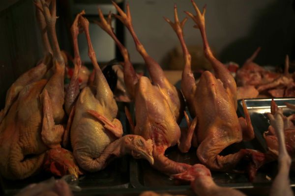 Czwarta ofiara śmiertelna wirusa ptasiej grypy H7N9