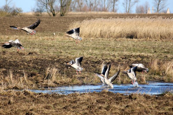 Nad Biebrzą pojawiły się pierwsze ptaki zwiastujące wiosnę