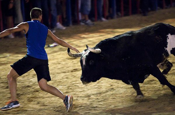 Nie żyje budzący grozę byk Raton - zabił 3 osoby podczas gonitw