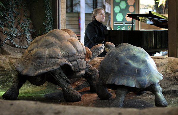 Żółwie z Galapagos nieskore do prokreacji nawet przy muzyce