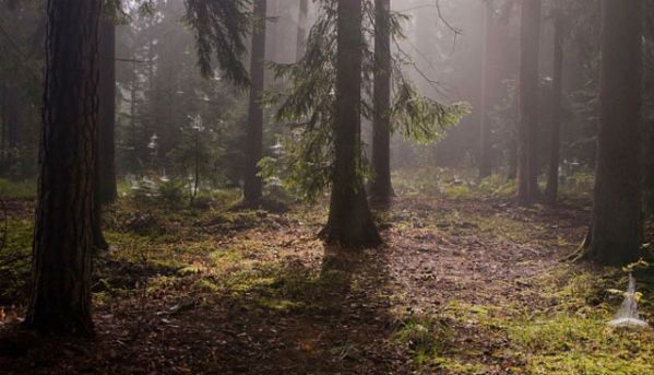 Polskie lasy obchodzą swoje święto