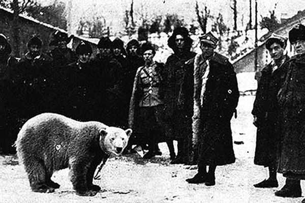 Biała niedźwiedzica Baśka - niezwykła historia "córki" polskiego regimentu