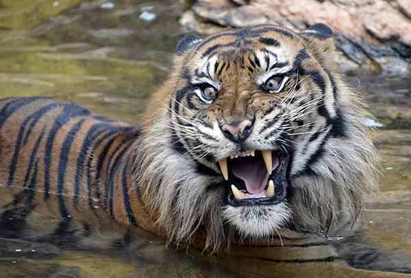 Mężczyźni osaczeni przez tygrysy w Indonezji uratowani