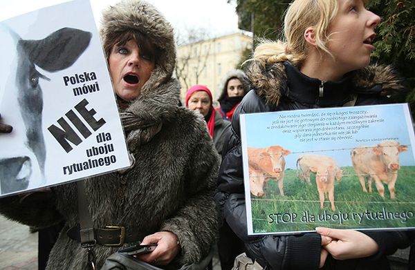 Prokuratura zdecyduje, czy będzie śledztwo ws. uboju rytualnego w Bohonikach