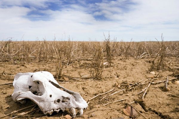 Naukowcy alarmują: na skutek zmian klimatu zniknie wiele roślin i zwierząt