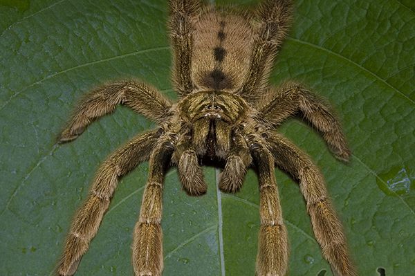 Na południu Białorusi osiedliły się jadowite tarantule