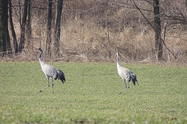 Wcześniej niż zazwyczaj nad Biebrzą pojawiły się żurawie