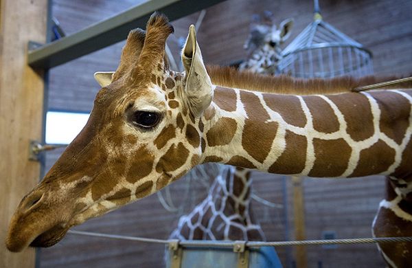 Dyrektor zoo z Krakowa Józef Skotnicki chce uratować duńską żyrafę