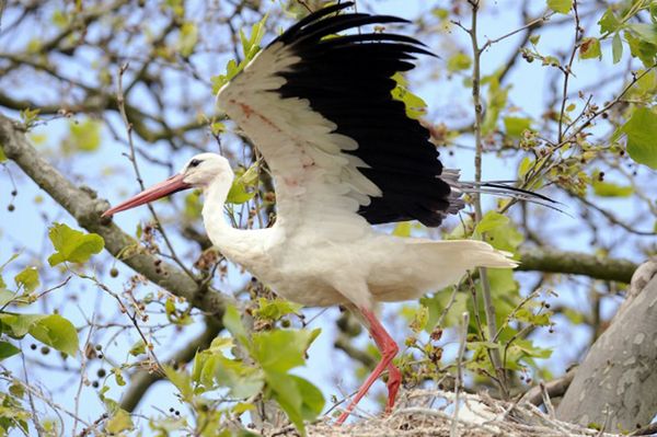 Potrzebni wolontariusze do liczenia bocianów