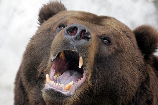 Niedźwiedzie w Tatrach wybudzają się z zimowego snu
