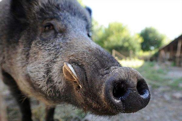 Afrykański pomór świń; Białoruś wystrzela wszystkie dziki w kraju