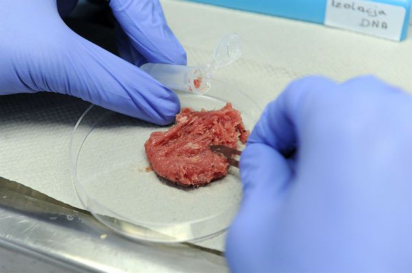 Bakterie listerii w próbkach mięsa z zakładu pod Brzezinami