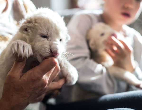 W zoo w Borysewie na świat przyszły białe lwiątka