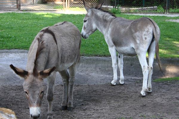 Osiołki z poznańskiego zoo znowu razem! Władze ogrodu przepraszają za seks-skandal