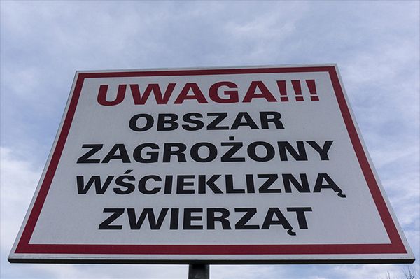 Mazowsze zagrożone wścieklizną